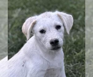 Labrador Retriever-Unknown Mix Dogs for adoption in Yardley, PA, USA