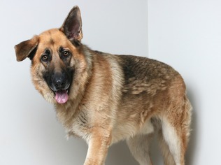 German Shepherd Dog Dogs for adoption in Eden Prairie, MN, USA