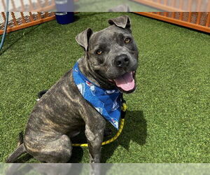 American Pit Bull Terrier-Unknown Mix Dogs for adoption in Las Vegas, NV, USA