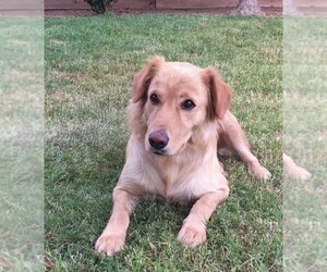Golden Retriever-Unknown Mix Dogs for adoption in Fresno, CA, USA