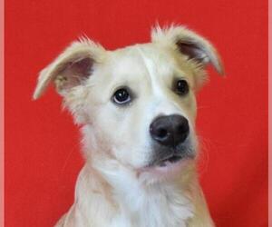 Golden Retriever Dogs for adoption in Eureka, CA, USA
