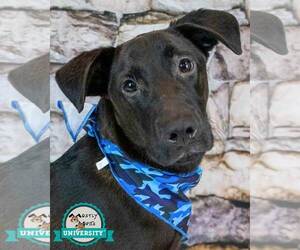 Labrador Retriever-Unknown Mix Dogs for adoption in Kennesaw, GA, USA