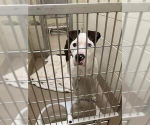 American Pit Bull Terrier Dogs for adoption in Decatur, IL, USA