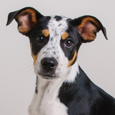 Border-Aussie Dogs for adoption in Eden Prairie, MN, USA