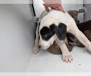 Labrador Retriever-Unknown Mix Dogs for adoption in Houston, TX, USA
