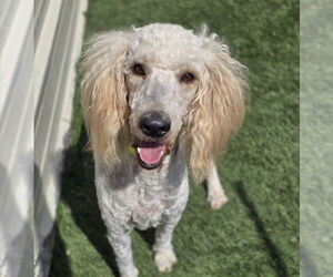 Golden Retriever-Unknown Mix Dogs for adoption in Lakewood, CO, USA
