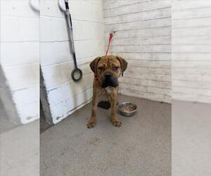 Mastiff-Unknown Mix Dogs for adoption in San Bernardino, CA, USA