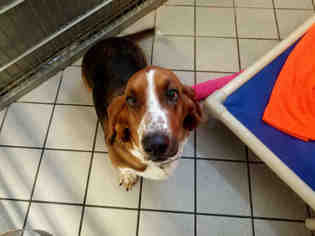 Basset Hound Dogs for adoption in Canfield, OH, USA