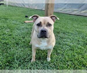 Bulldog Dogs for adoption in Charlotte, NC, USA