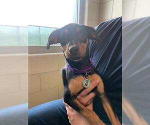 Black and Tan Coonhound-Labrador Retriever-Dachshund Mix Dogs for adoption in Waterford, VA, USA