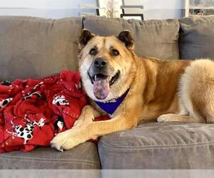 Anatolian Shepherd-Unknown Mix Dogs for adoption in Las Vegas, NV, USA
