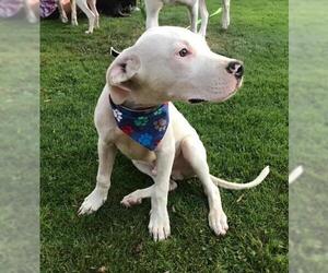 Dogo Argentino Dogs for adoption in Menifee, CA, USA