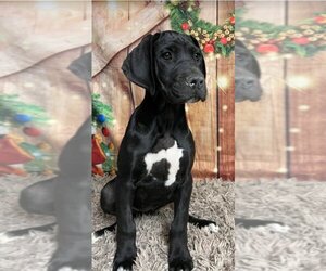 Great Dane Dogs for adoption in Lakewood, CO, USA