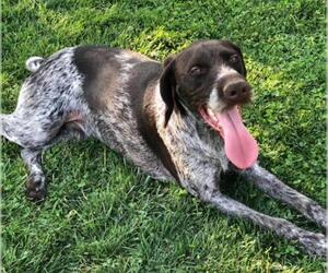German Wirehaired Pointer Dogs for adoption in Bellevue, WA, USA