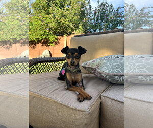 Miniature Pinscher-Unknown Mix Dogs for adoption in Sandy, UT, USA
