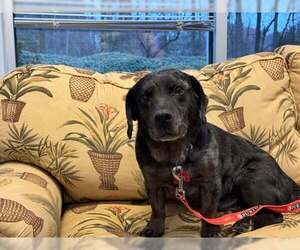 Dachshund-Unknown Mix Dogs for adoption in Holly Springs, NC, USA