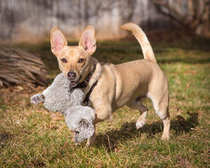 Pembroke Welsh Corgi-Unknown Mix Dogs for adoption in boulder, CO, USA