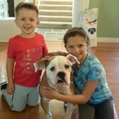 Olde Bulldog Dogs for adoption in Shreveport, LA, USA