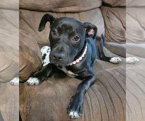 Labrador Retriever-Unknown Mix Dogs for adoption in McCormick, SC, USA