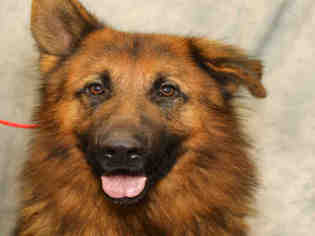 German Shepherd Dog Dogs for adoption in Waynesville, NC, USA