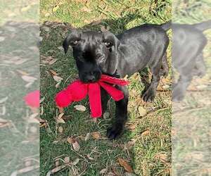 Dachshund-Labrador Retriever Mix Dogs for adoption in Princeton, MN, USA