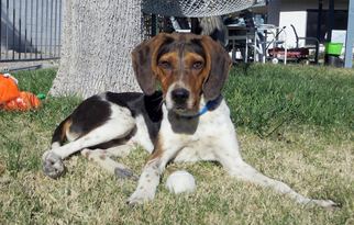 Treeing Walker Coonhound Dogs for adoption in Las Vegas, NV, USA