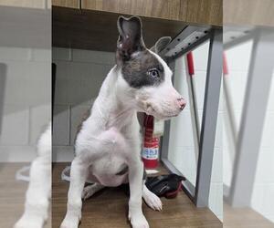 Mutt Dogs for adoption in Temple, TX, USA
