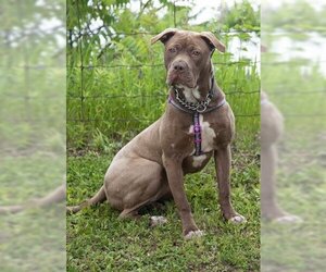American Staffordshire Terrier-Unknown Mix Dogs for adoption in Vaughan, Ontario, Canada