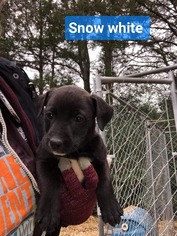 Medium Photo #1 Boxador Puppy For Sale in toms river, NJ, USA