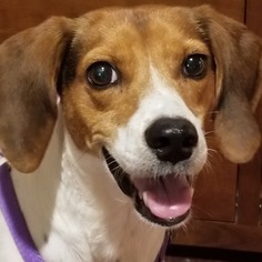 Beagle Dogs for adoption in Dalzell, SC, USA