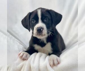 Labrador Retriever-Unknown Mix Dogs for adoption in San Diego, CA, USA