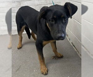 Rottweiler-Unknown Mix Dogs for adoption in San Bernardino, CA, USA