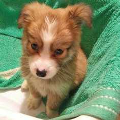 Labrador Retriever-Unknown Mix Dogs for adoption in Palatine, IL, USA
