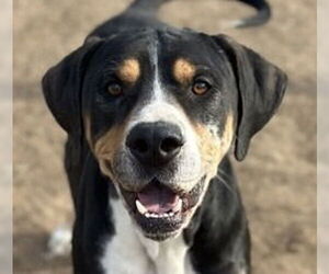 Bloodhound-Unknown Mix Dogs for adoption in Canton, CT, USA