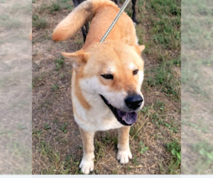 Shiba Inu-Unknown Mix Dogs for adoption in Von Ormy, TX, USA