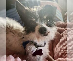 Mutt Dogs for adoption in Spring Lake, NC, USA