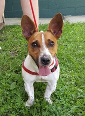 Jack Russell Terrier Dogs for adoption in Perth Amboy, NJ, USA