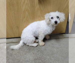 Bichon Frise Dogs for adoption in St. Louis Park, MN, USA