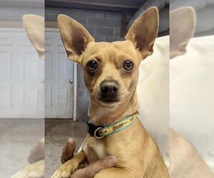 Chihuahua Dogs for adoption in Maryville, TN, USA