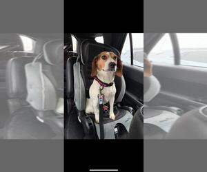 Beagle Dogs for adoption in Florence, AL, USA