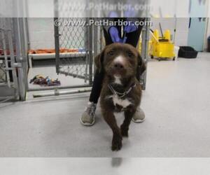 American Pit Bull Terrier-Dandie Dinmont Terrier Mix Dogs for adoption in Grasswood, Saskatchewan, Canada
