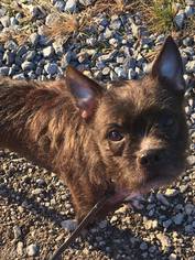 Cairoston Dogs for adoption in Wilmington, DE, USA