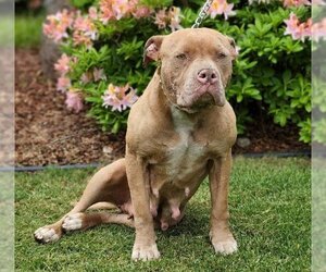 American Pit Bull Terrier-Unknown Mix Dogs for adoption in Prosser, WA, USA