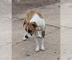 Labrador Retriever-Unknown Mix Dogs for adoption in San Antonio, TX, USA