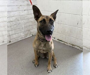 Mutt Dogs for adoption in San Bernardino, CA, USA