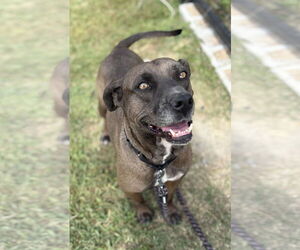 Mutt Dogs for adoption in Virginia Beach, VA, USA