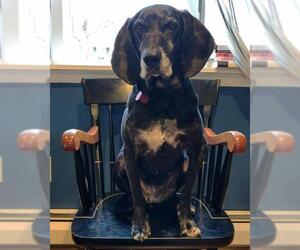 Bluetick Coonhound-Labrador Retriever Mix Dogs for adoption in Woodbridge, VA, USA