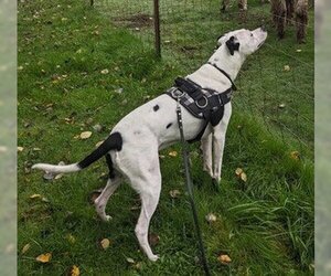 American Pit Bull Terrier Dogs for adoption in Fremont, CA, USA