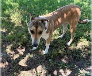 Norwegian Buhund Dogs for adoption in Tulsa, OK, USA
