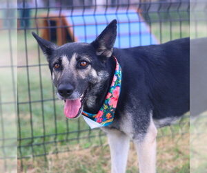German Shepherd Dog Dogs for adoption in San Antonio, TX, USA